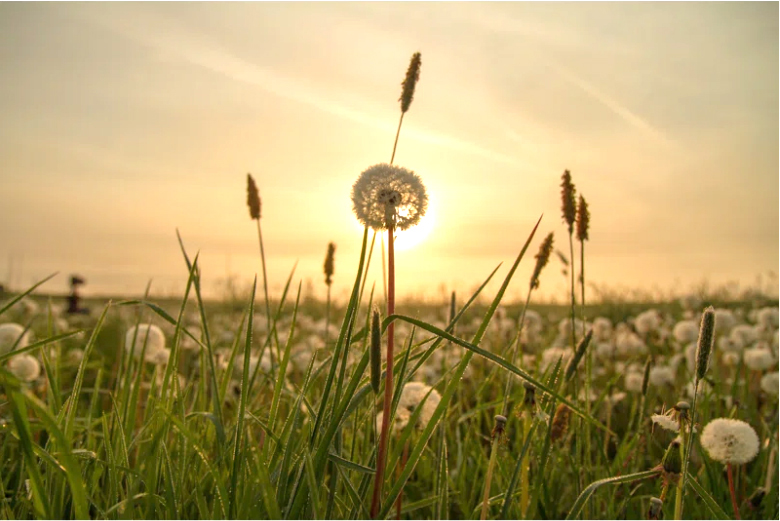 Dandelion Group